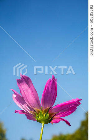single pink cosmos flower in flowers field with daylight and blue sky background 60585592