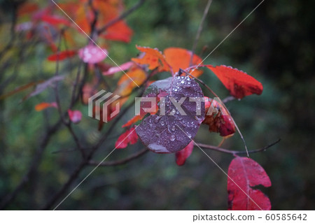 Dew drops on red leaves in autumn season morning. 60585642