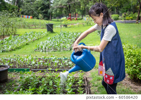 Happy asian little girl watering plants with watering can in organic garden,activities,help parents to grow vegetables in summer,working and gardening in outdoor, cute girl cares vegetables,agricultur Happy asian little girl watering plants with watering can in organic garden,activities,help parents to grow vegetables in summer,working and gardening in outdoor, cute girl cares vegetables,agricultur 60586420