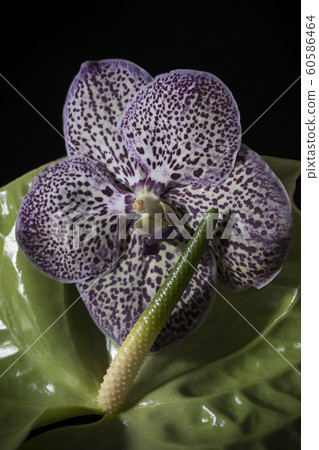 蘭花與紅掌蘭花與紅掌 60586464