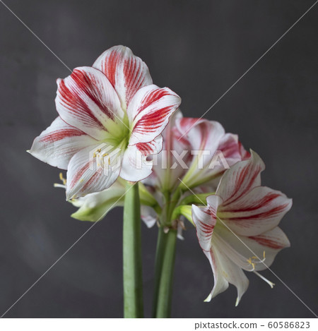 花卉照片孤挺花 60586823