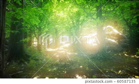 Morning in the Misty Spring Forest with Sun Rays 60587135