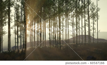 Green bamboo forest in hills 60587166