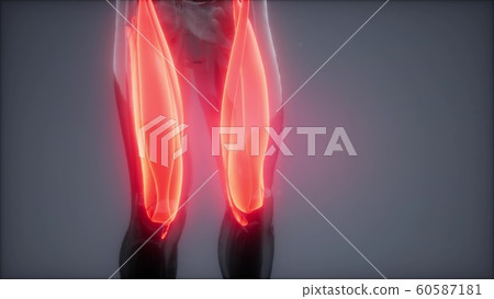 thigh muscles - Visible muscle anatomy map 60587181
