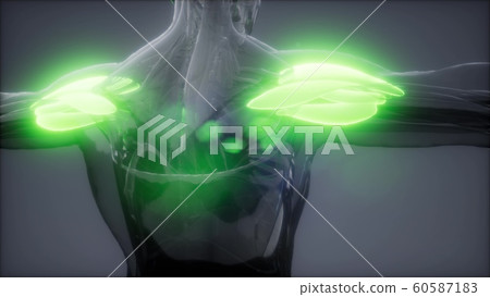 deltoid - Visible muscle anatomy map 60587183