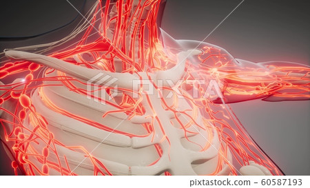 Blood Vessels of Human Body 60587193