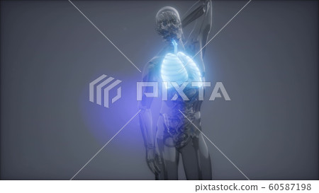 Human Lungs Radiology Exam Human Lungs Radiology Exam 60587198