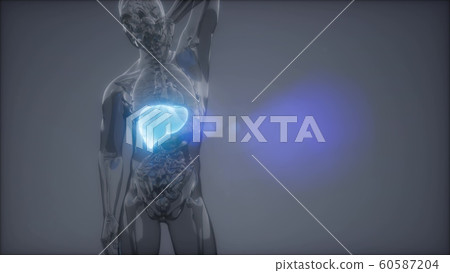 Human Liver Radiology Exam Human Liver Radiology Exam 60587204