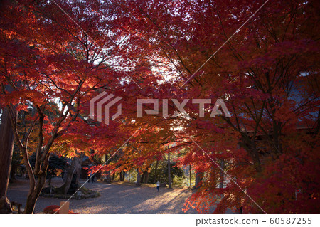 Kojishiji Temple Autumn 2019 60587255