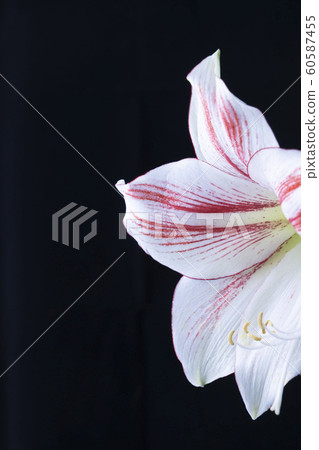 花卉照片孤挺花黑色背景 花卉照片孤挺花黑色背景 60587455