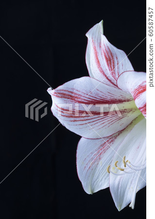 花卉照片孤挺花黑色背景 花卉照片孤挺花黑色背景 60587457