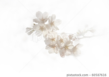 Cherry blossoms (Somei Yoshino) Cherry blossoms (Somei Yoshino) 60587616