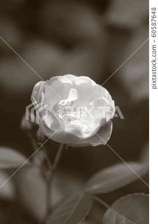 單色玫瑰(天使) 單色玫瑰(天使) 60587648