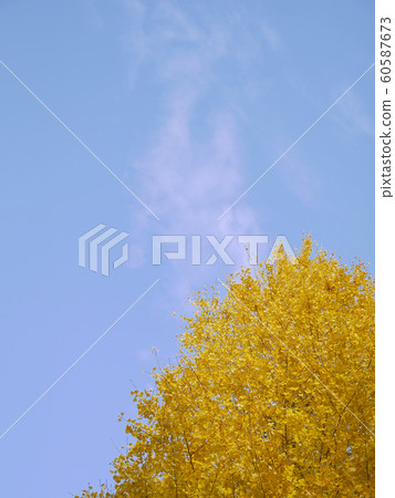 Yellow shining ginkgo tree in the autumn sky Yellow shining ginkgo tree in the autumn sky 60587673
