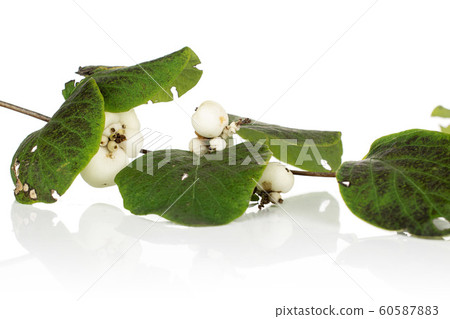 White winter snowberry isolated on white White winter snowberry isolated on white 60587883