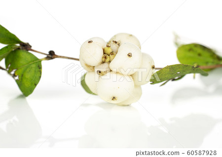 White winter snowberry isolated on white 60587928