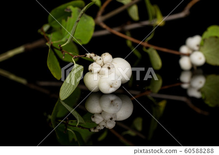 White winter snowberry isolated on black glass 60588288