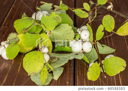 White winter snowberry on brown wood White winter snowberry on brown wood 60588383