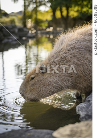 Capybara in the waterside 60588389
