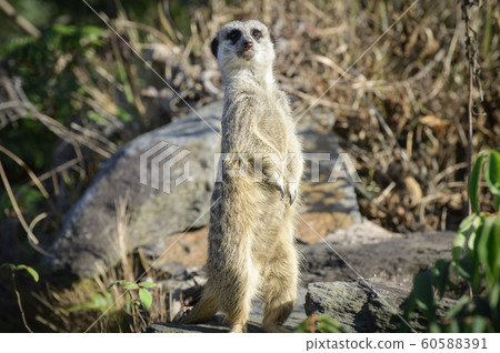 meerkat meerkat 60588391