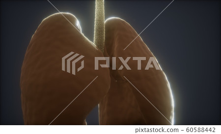 3d animation of human lungs 60588442