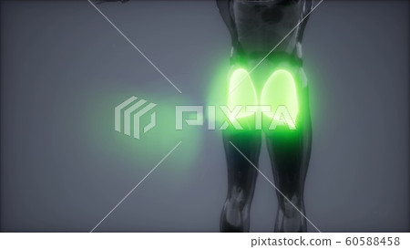 gluteus maximus - leg muscles anatomy animation gluteus maximus - leg muscles anatomy animation 60588458