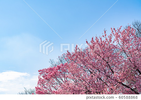 Cherry blossom (sakura) with birds under the blue Cherry blossom (sakura) with birds under the blue 60588868