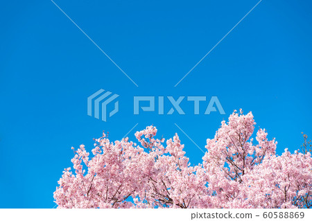 Cherry blossom (sakura) with birds under the blue 60588869