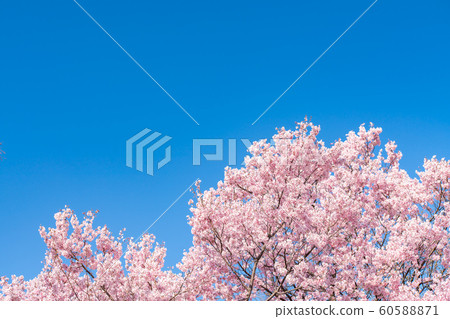 Cherry blossom (sakura) with birds under the blue 60588871