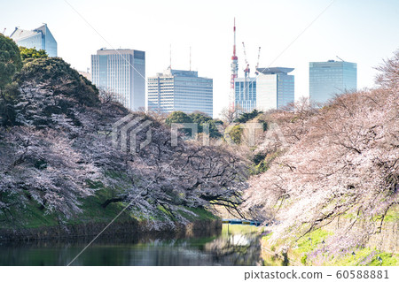 cherry blossom at chidori ga fuchi, tokyo, japan cherry blossom at chidori ga fuchi, tokyo, japan 60588881