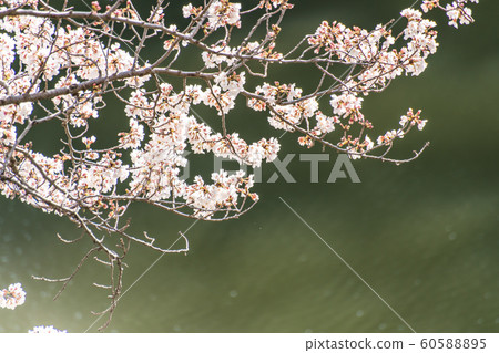 cherry blossom at chidori ga fuchi, tokyo, japan 60588895