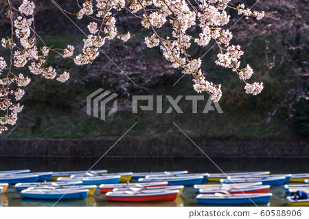 cherry blossom at chidori ga fuchi, tokyo, japan 60588906