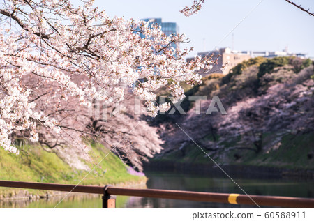 cherry blossom at chidori ga fuchi, tokyo, japan cherry blossom at chidori ga fuchi, tokyo, japan 60588911