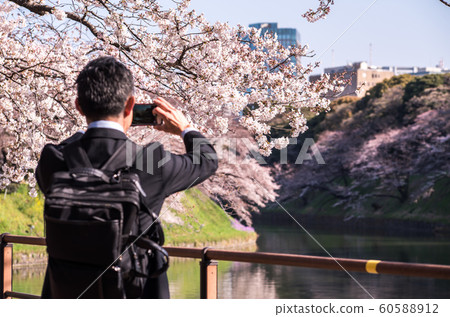cherry blossom at chidori ga fuchi, tokyo, japan cherry blossom at chidori ga fuchi, tokyo, japan 60588912