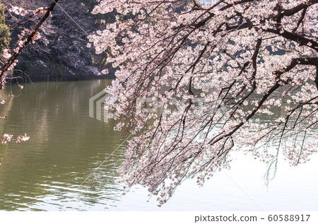 cherry blossom at chidori ga fuchi, tokyo, japan cherry blossom at chidori ga fuchi, tokyo, japan 60588917