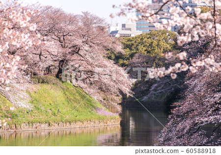 cherry blossom at chidori ga fuchi, tokyo, japan cherry blossom at chidori ga fuchi, tokyo, japan 60588918