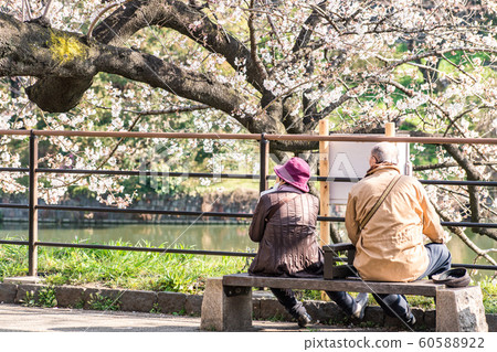 cherry blossom at chidori ga fuchi, tokyo, japan cherry blossom at chidori ga fuchi, tokyo, japan 60588922