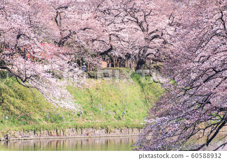 cherry blossom at chidori ga fuchi, tokyo, japan 60588932