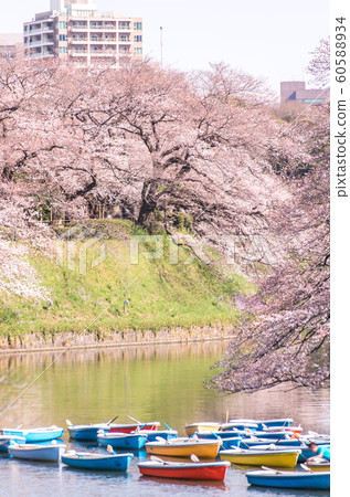 cherry blossom at chidori ga fuchi, tokyo, japan 60588934