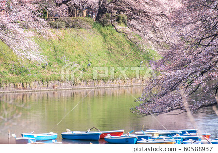cherry blossom at chidori ga fuchi, tokyo, japan cherry blossom at chidori ga fuchi, tokyo, japan 60588937
