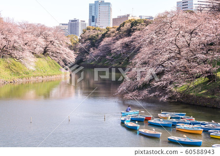 cherry blossom at chidori ga fuchi, tokyo, japan 60588943