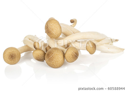 Brown shimeji mushroom isolated on white 60588944