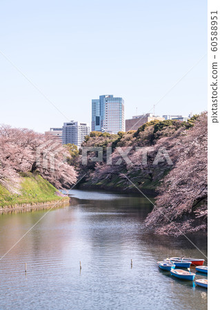 cherry blossom at chidori ga fuchi, tokyo, japan cherry blossom at chidori ga fuchi, tokyo, japan 60588951