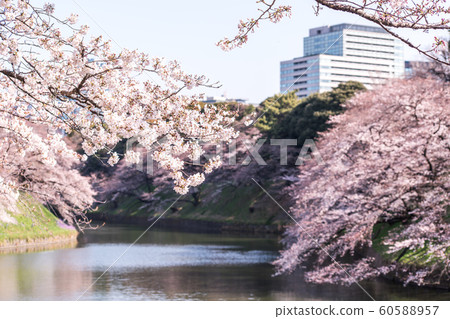 cherry blossom at chidori ga fuchi, tokyo, japan cherry blossom at chidori ga fuchi, tokyo, japan 60588957