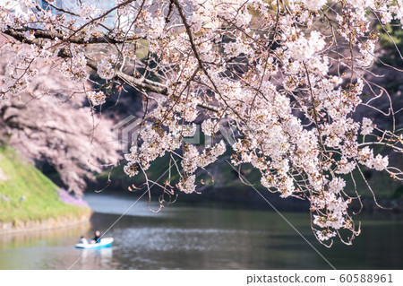 cherry blossom at chidori ga fuchi, tokyo, japan 60588961