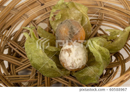 Fresh orange physalis on grey wood Fresh orange physalis on grey wood 60588967