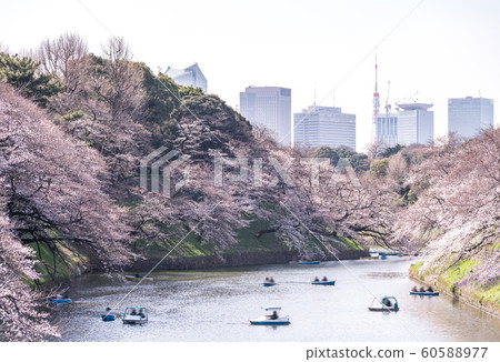 Visitors enjoying the scenario surrounded by Visitors enjoying the scenario surrounded by 60588977