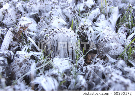 Frost pillar Moka City, Tochigi Prefecture Frost pillar Moka City, Tochigi Prefecture 60590172