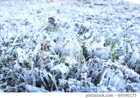 To木縣摩卡市的霜柱 60590175