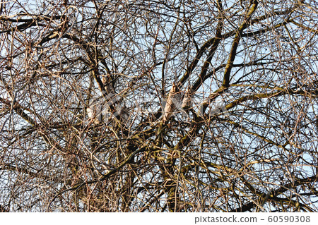 A flock of owls, nocturnal predators, sleeps on a tree. A flock of owls, nocturnal predators, sleeps on a tree. 60590308